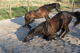 Weidegang - Pferdepension in St. Peter-Ording